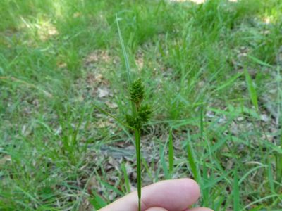 Carex complanata, photographed by botanygirl