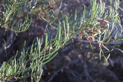 Acacia crassiuscula, photographed by Tony Rebelo