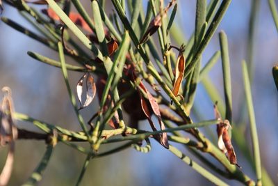 Acacia crassiuscula, photographed by Tony Rebelo