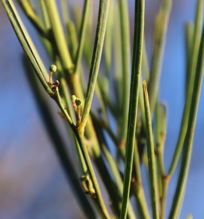 Acacia crassiuscula, photographed by Tony Rebelo