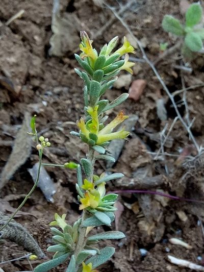Thymelaea argentata, photographed by Karim Haddad