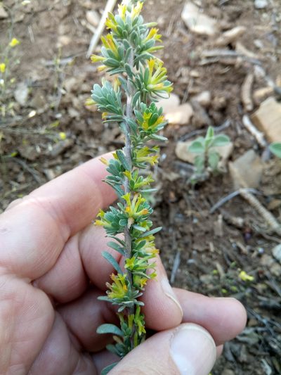 Thymelaea argentata, photographed by Karim Haddad
