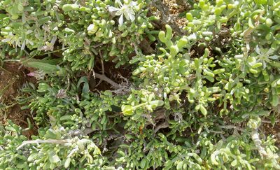 Zygophyllum dumosum, photographed by Kristof Zyskowski