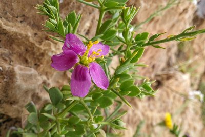 Zygophyllum molle, photographed by Kristof Zyskowski