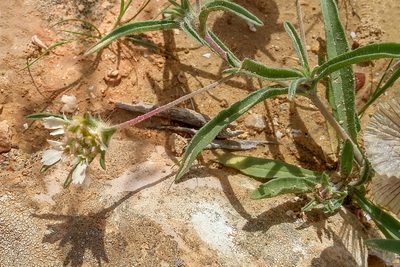 Lomelosia porphyroneura, photographed by Kristof Zyskowski