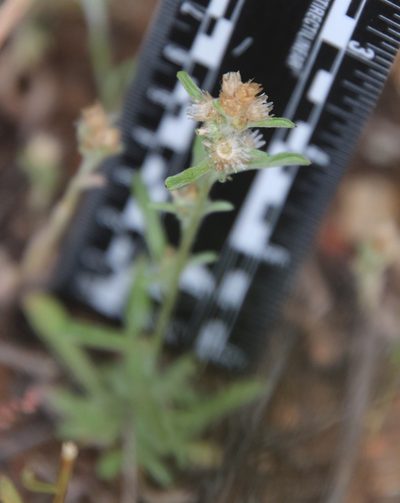 Gamochaeta stagnalis, photographed by Millie Basden