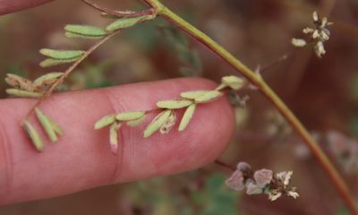 Astragalus gambelianus, photographed by Millie Basden