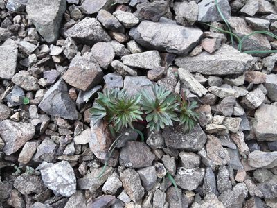Delphinium glareosum, photographed by John Brew
