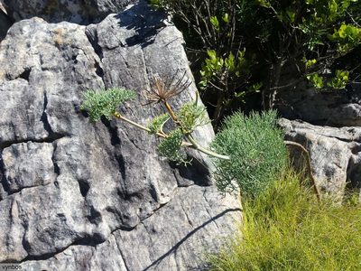Notobubon capense, photographed by Chris Vynbos