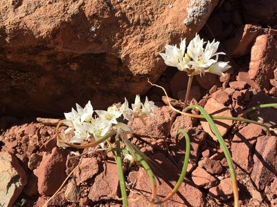 Allium nevadense, photographed by Robbie Hannawacker