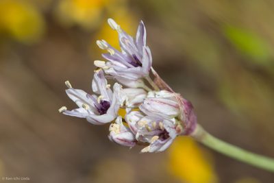 Allium howellii, photographed by Ken-ichi Ueda