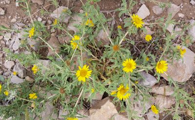 Asteriscus graveolens, photographed by Kristof Zyskowski