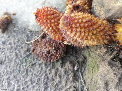 Mystropetalon thomii, photographed by Chris Vynbos