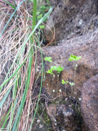 Oxalis lanata, photographed by Chris Vynbos
