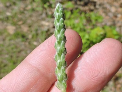 Plantago wrightiana, photographed by Sam Kieschnick