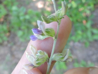 Pediomelum digitatum, photographed by Sam Kieschnick