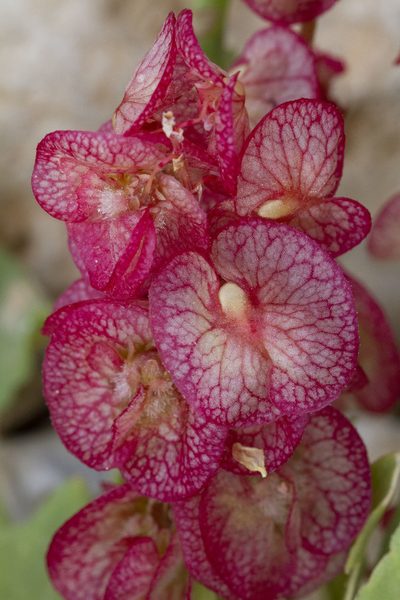 Rumex cyprius, photographed by Kristof Zyskowski