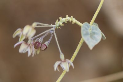 Pergularia tomentosa, photographed by Kristof Zyskowski