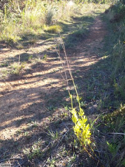 Notobubon galbaniopse, photographed by Chris Vynbos
