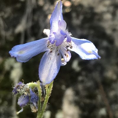 Delphinium madrense, photographed by Adriana Nelly Correa Sandoval