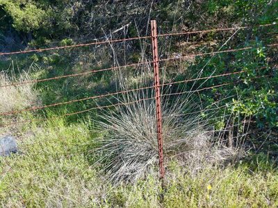 Muhlenbergia lindheimeri, photographed by Cleveland Powell