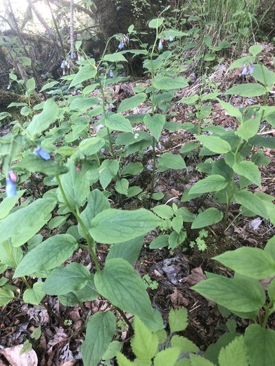 Mertensia subcordata, photographed by Matt Benotsch