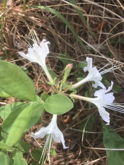 Rhododendron atlanticum, photographed by Alan Weakley