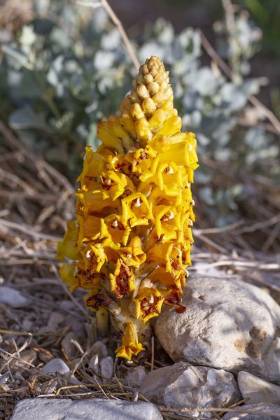 Cistanche tubulosa, photographed by Kristof Zyskowski