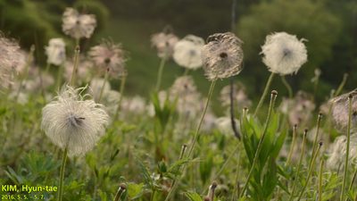 Pulsatilla cernua, photographed by Kim, Hyun-tae