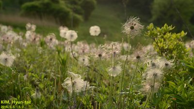 Pulsatilla cernua, photographed by Kim, Hyun-tae