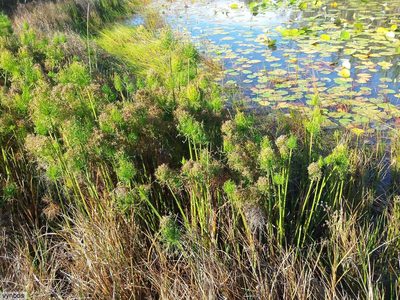 Cyperus prolifer, photographed by Chris Vynbos