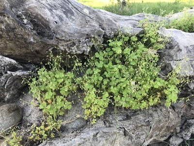 Oxalis laxa, photographed by Jeff Birek