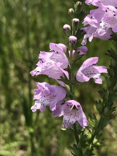 Physostegia intermedia, photographed by Laura Clark