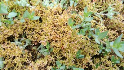 Crassula aquatica, photographed by jimasmus