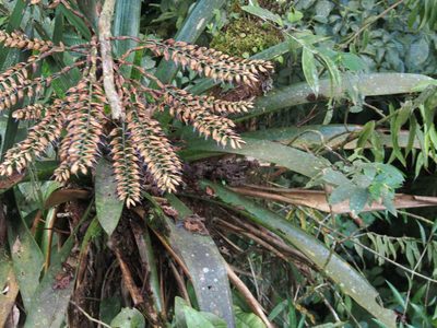 Werauhia kupperiana, photographed by Lena Struwe
