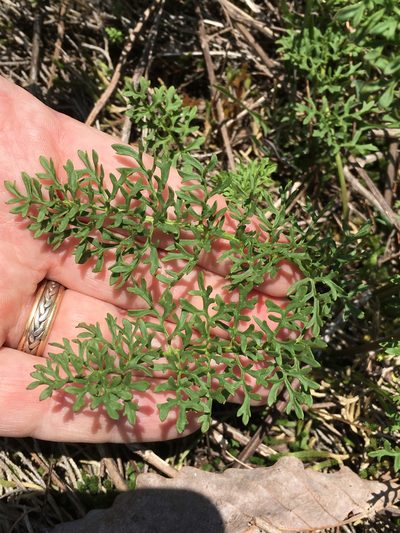 Packera millefolium, photographed by Alan Weakley