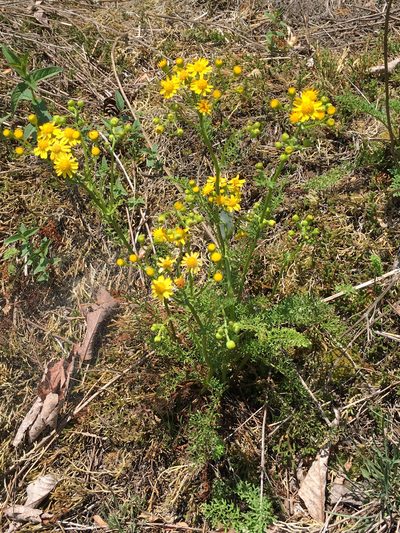 Packera millefolium, photographed by Alan Weakley