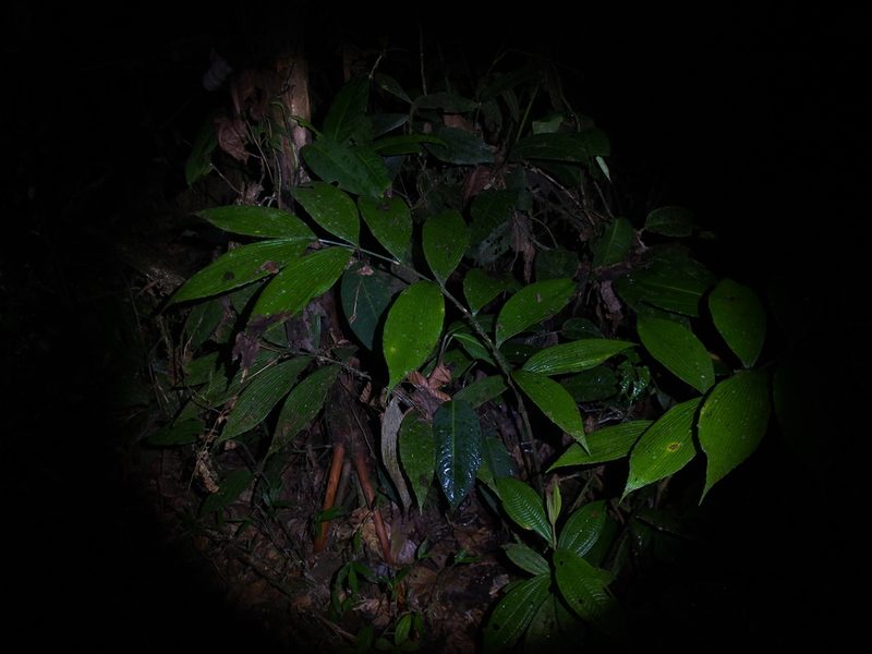 Zamia neurophyllidia, photographed by Lena Struwe