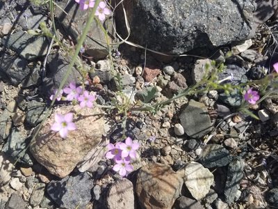 Gilia flavocincta, photographed by Bob Miller