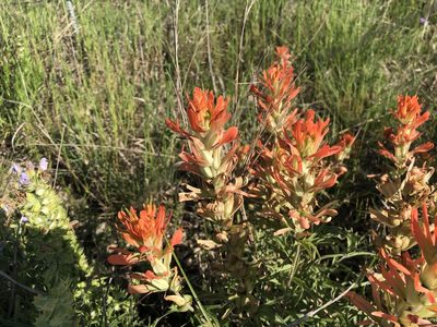 Castilleja lindheimeri, photographed by Cleveland Powell