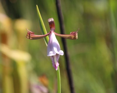 Cleistesiopsis oricamporum, photographed by Lauren McLaurin