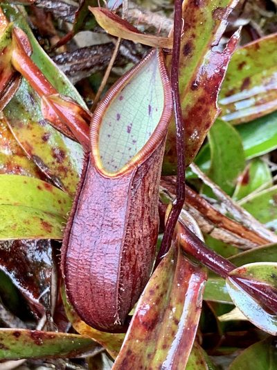 Nepenthes tentaculata, photographed by Diane Shaw