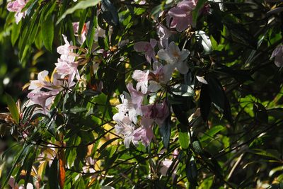 Rhododendron latoucheae, photographed by Cynthia Su