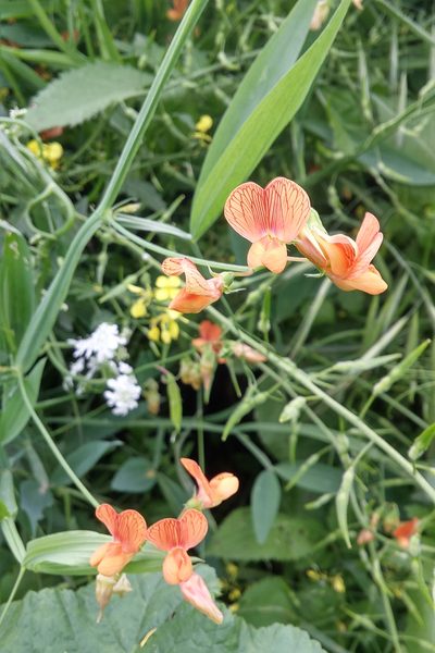 Lathyrus hierosolymitanus, photographed by Kristof Zyskowski