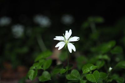 Nubelaria arisanensis, photographed by Cynthia Su