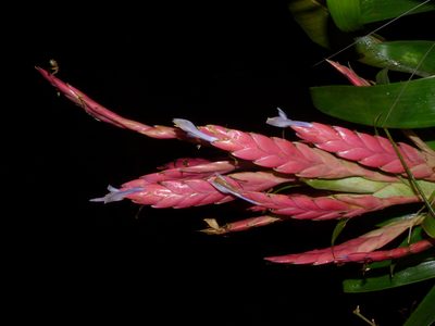 Tillandsia deppeana, photographed by Oscar Marín