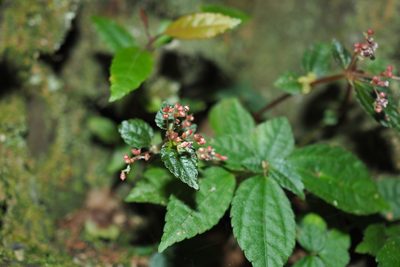 Pilea aquarum, photographed by Cynthia Su