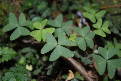 Oxalis griffithii, photographed by Cynthia Su