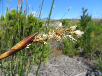 Ceratocaryum persistens, photographed by linkie