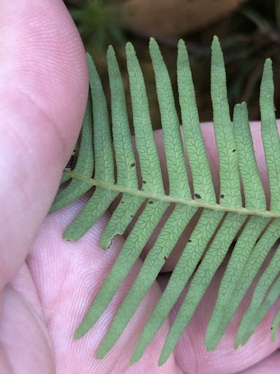 Sticherus lobatus, photographed by Nathan Odgers